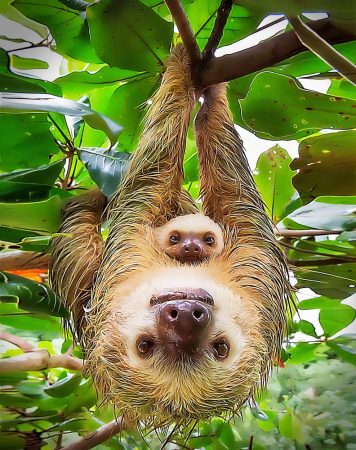 sloths